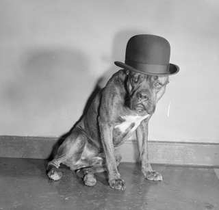 Illustration for article titled Even In The 1900s, Humans Were Obsessed With Photos Of Dogs In Clothes